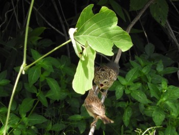 2022年7月31日(日) 山田川の野鳥観察記録