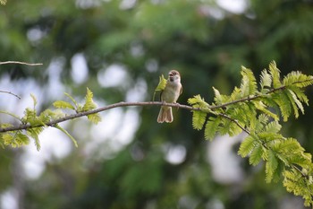 Eurasian Tree Sparrow 久宝寺緑地公園 Sat, 7/30/2022