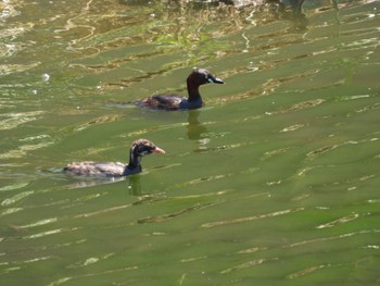 Little Grebe 金井遊水地(金井遊水池) Sun, 7/31/2022