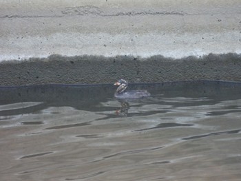 Little Grebe 金井遊水地(金井遊水池) Sun, 7/31/2022