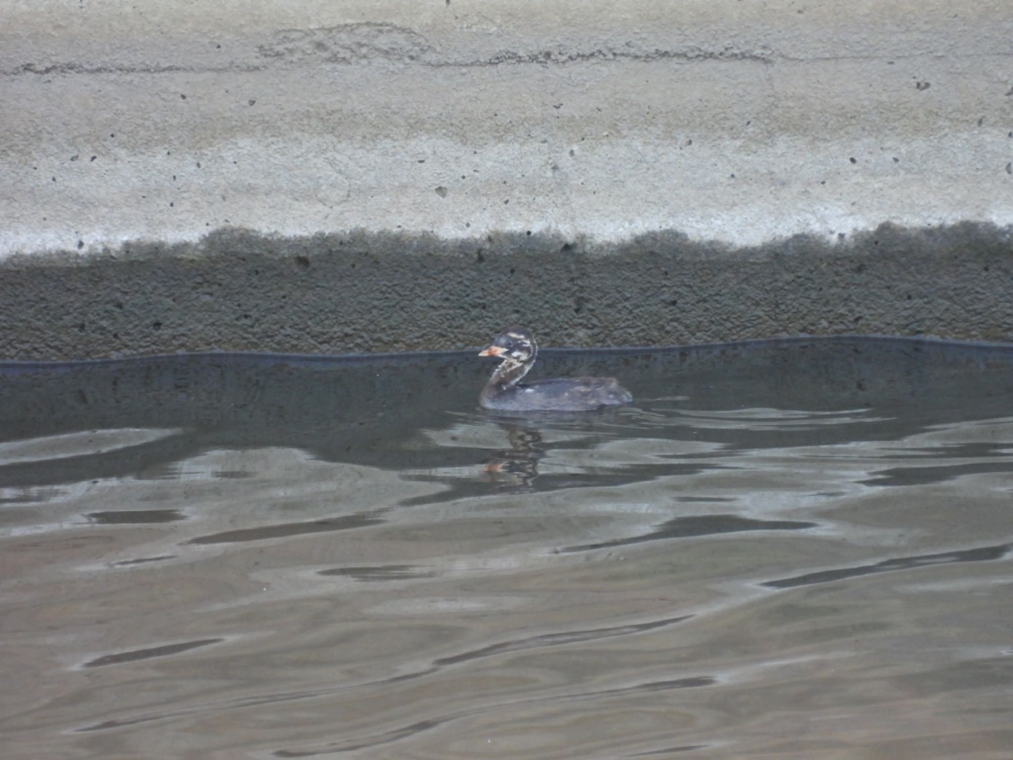 金井遊水地(金井遊水池) カイツブリの写真 by D48211