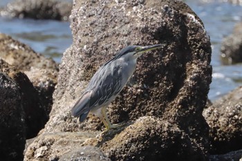 2022年7月31日(日) 東京港野鳥公園の野鳥観察記録