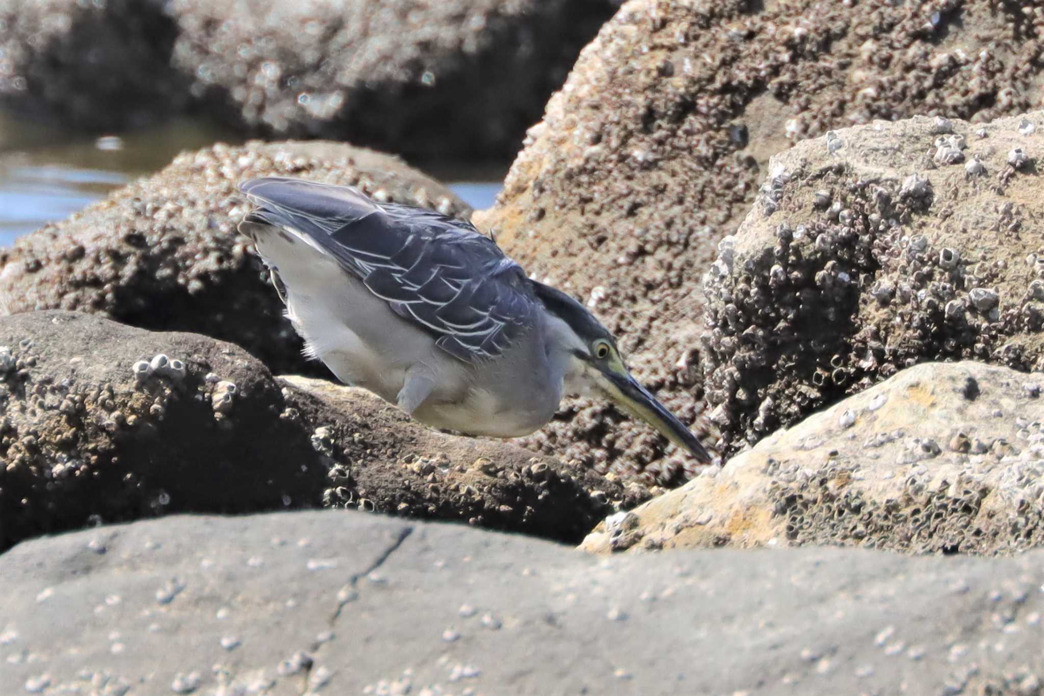 東京港野鳥公園 ササゴイの写真 by ぼぼぼ