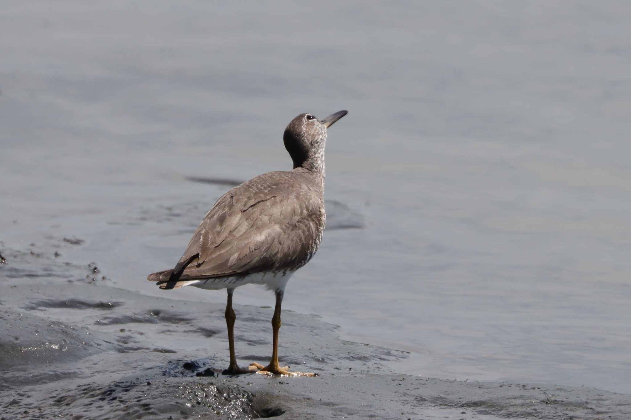 東京港野鳥公園 キアシシギの写真 by ぼぼぼ