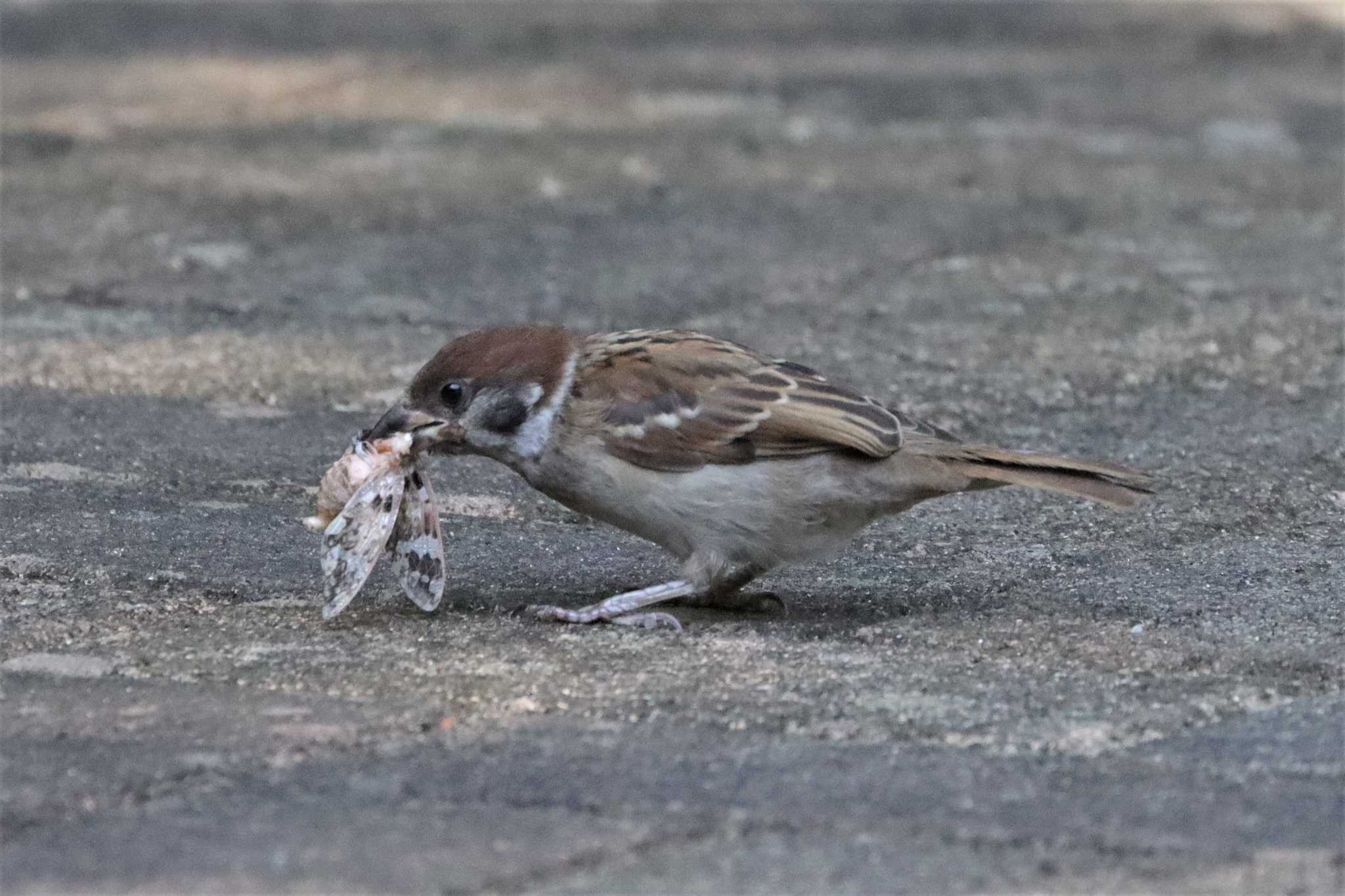 東京港野鳥公園 スズメの写真 by ぼぼぼ