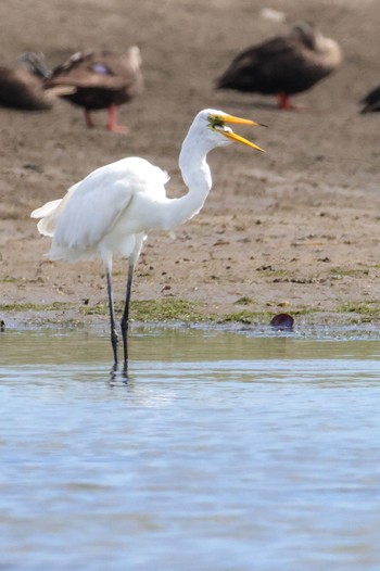 Great Egret 蒲生干潟(仙台市) Sun, 7/31/2022