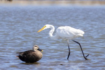 Great Egret 蒲生干潟(仙台市) Sun, 7/31/2022