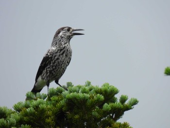 Spotted Nutcracker 田の原天然公園 Sun, 7/31/2022