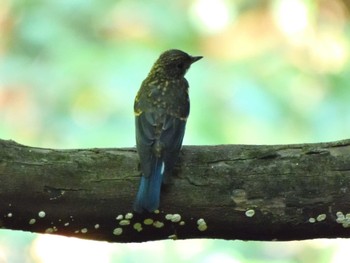 Blue-and-white Flycatcher Hayatogawa Forest Road Sun, 7/31/2022