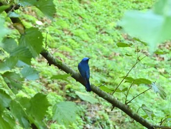 Blue-and-white Flycatcher Hayatogawa Forest Road Sun, 7/31/2022