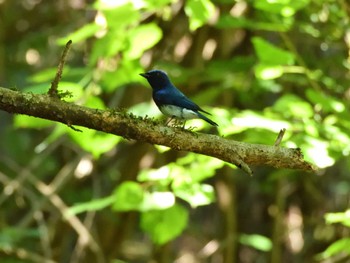 Blue-and-white Flycatcher Hayatogawa Forest Road Sun, 7/31/2022