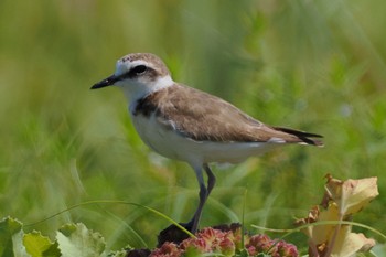 Kentish Plover Kasai Rinkai Park Sun, 7/31/2022