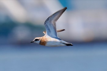 メダイチドリ ふなばし三番瀬海浜公園 2022年7月31日(日)