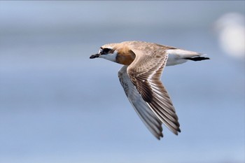 メダイチドリ ふなばし三番瀬海浜公園 2022年7月31日(日)