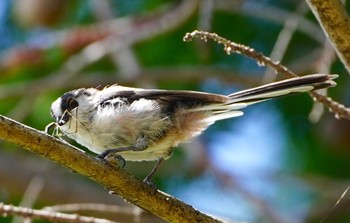 2022年7月31日(日) 千里南公園の野鳥観察記録
