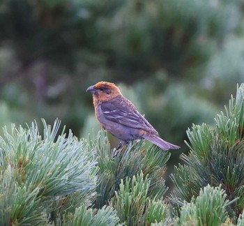 Pine Grosbeak Shiretoko Pass Sun, 7/31/2022