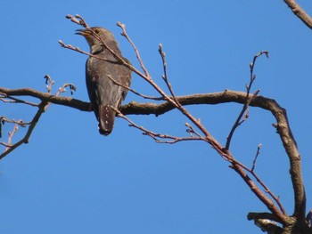 Sun, 7/31/2022 Birding report at JGSDF Kita-Fuji Exercise Area