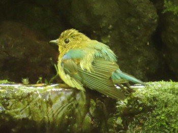 2022年7月31日(日) 大洞の水場の野鳥観察記録