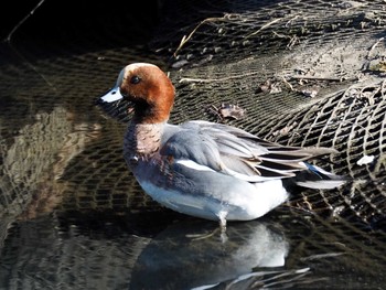 Eurasian Wigeon Unknown Spots Sat, 1/13/2018