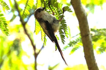 Long-tailed Tit Hayatogawa Forest Road Sat, 7/30/2022