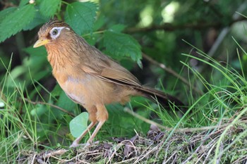 2022年7月30日(土) 早戸川林道の野鳥観察記録