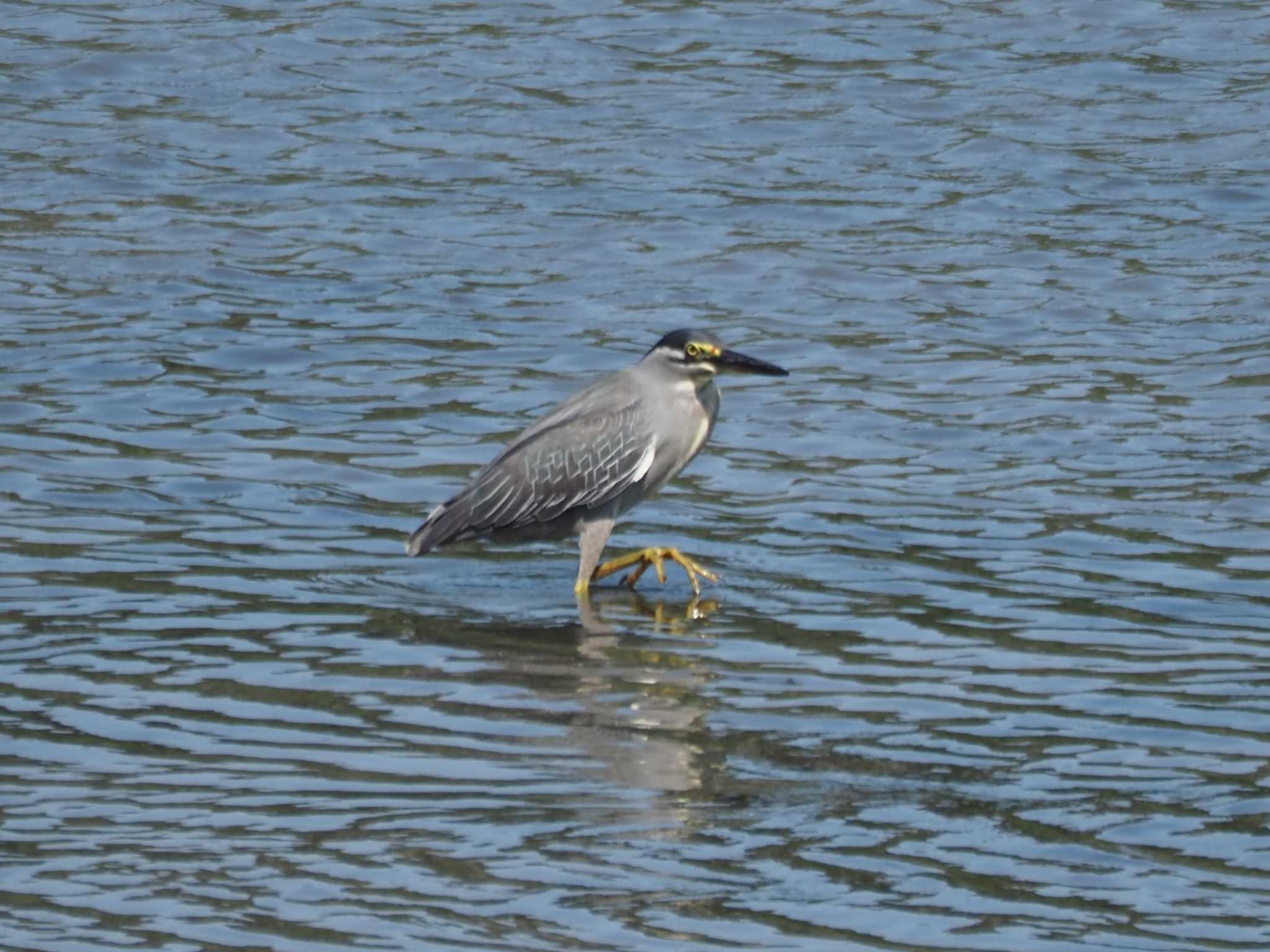 Photo of Striated Heron at Tokyo Port Wild Bird Park by Masa