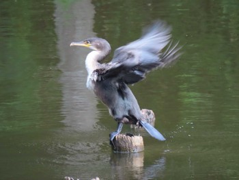 2022年7月31日(日) 西岡公園(西岡水源地)の野鳥観察記録