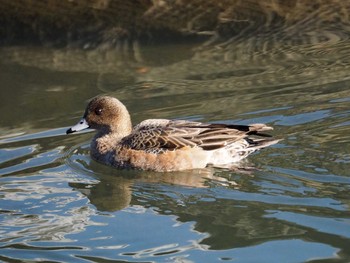 Eurasian Wigeon Unknown Spots Sat, 1/13/2018