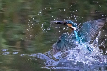 Common Kingfisher 横浜市 Sat, 7/30/2022