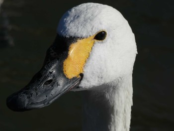 Tundra Swan いわき市 Sat, 1/8/2022