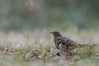 トラツグミ 場所が不明 2018年1月19日(金)