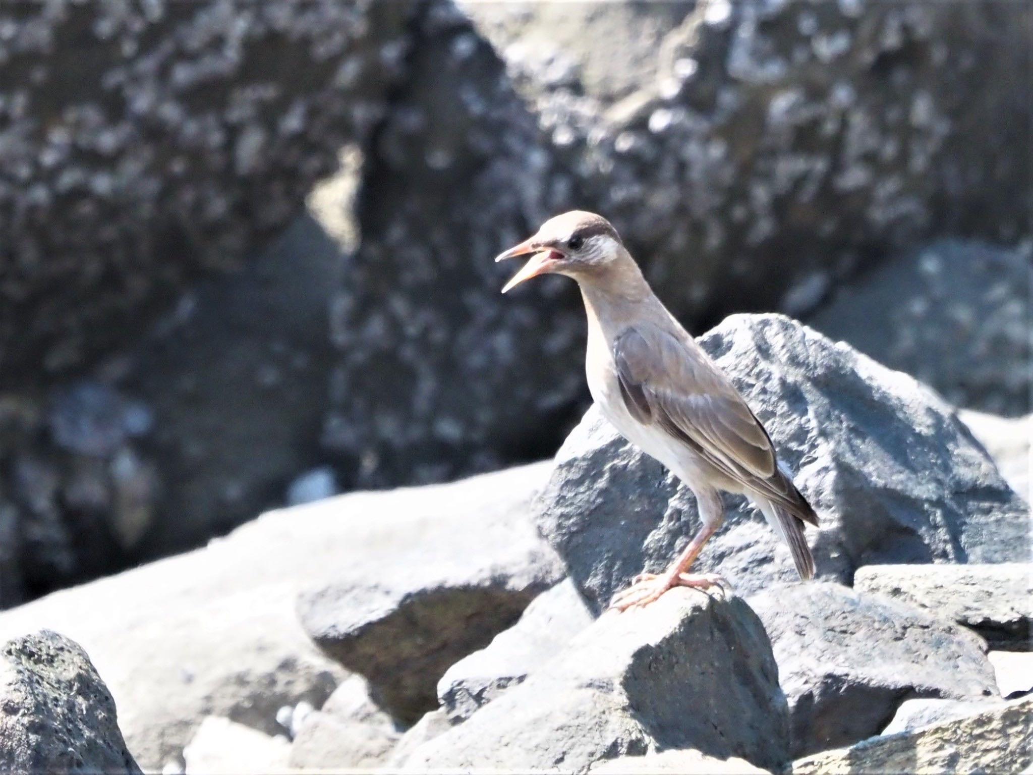 東京港野鳥公園 ムクドリの写真 by ぽぽぽ