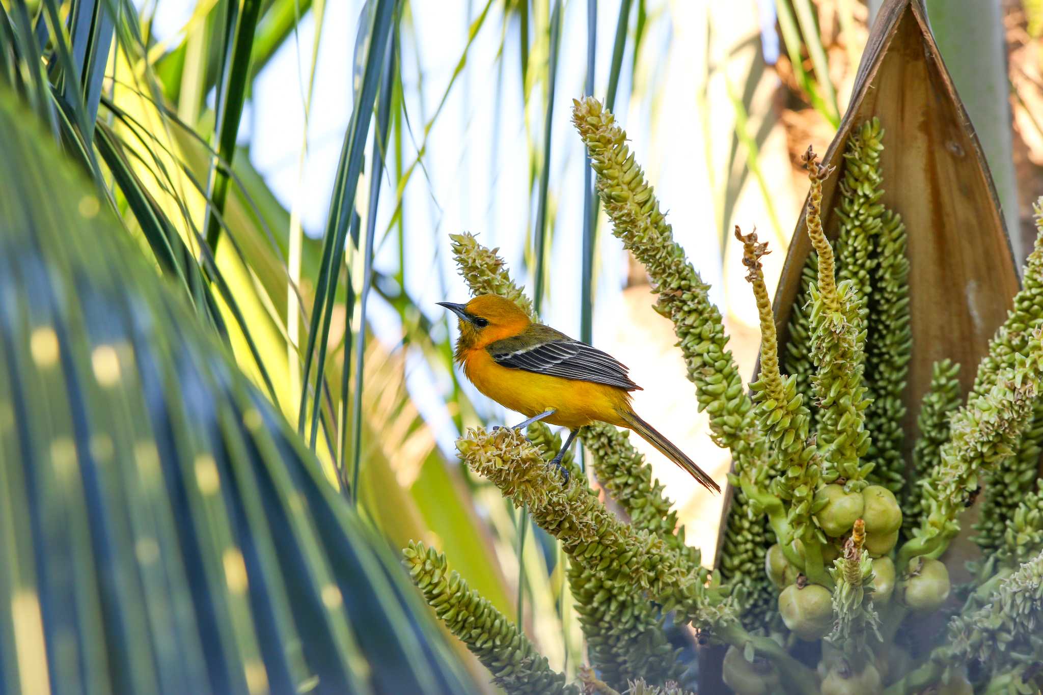 Hooded Oriole