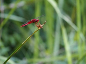 Unknown Species ギャザリアビオガーデン　フジクラ木場千年の森 Mon, 7/25/2022