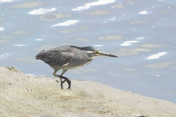 Striated Heron 東海市 35°03'31.3"N 136°54'04.2"E Sat, 7/30/2022