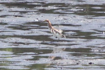 Chinese Pond Heron 東海市 35°03'31.3"N 136°54'04.2"E Sat, 7/30/2022