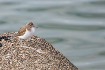 Common Sandpiper 浜甲子園 Sun, 1/7/2018