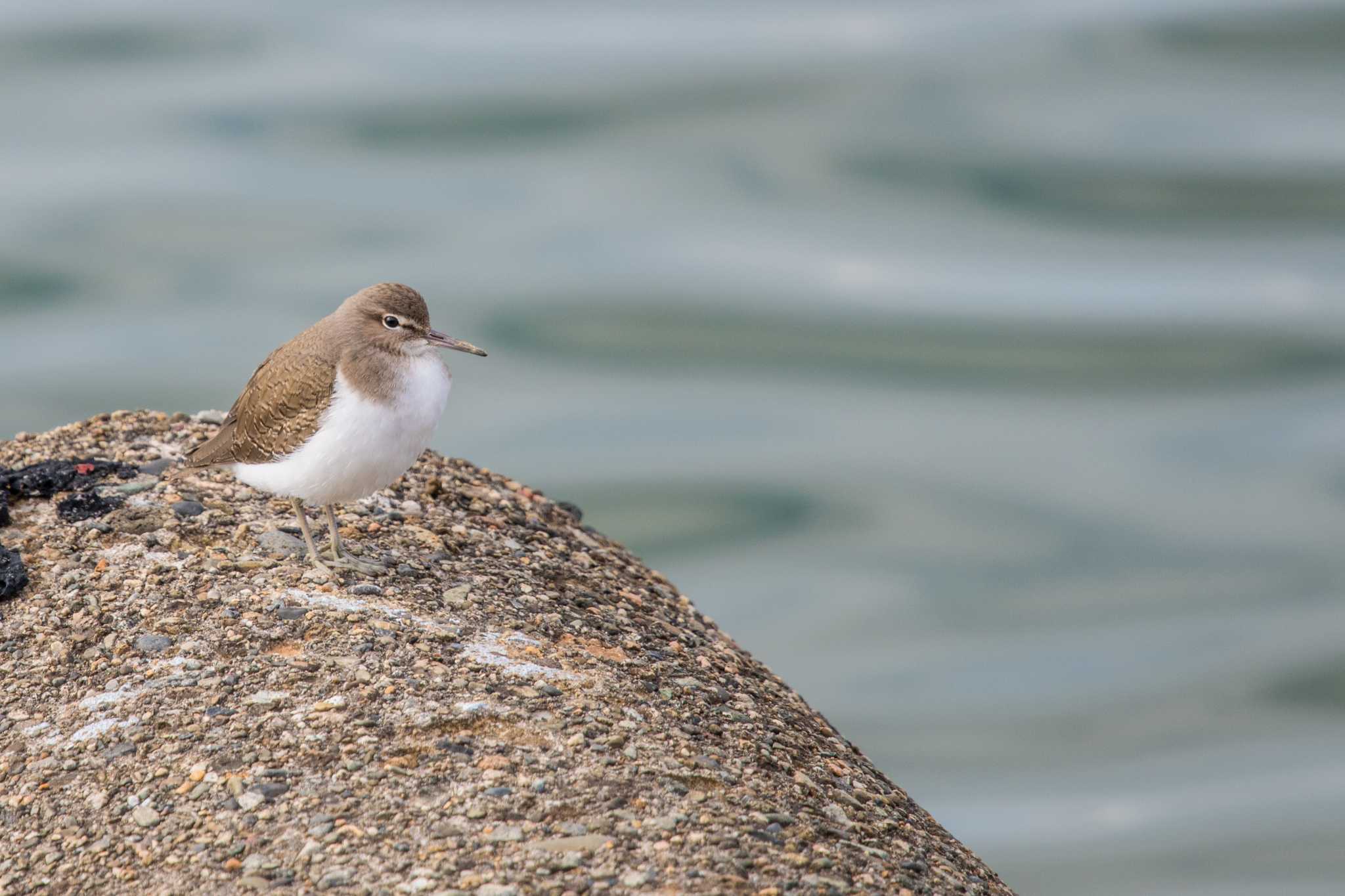 Photo of Common Sandpiper at 浜甲子園 by ときのたまお