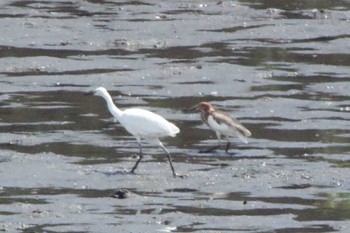 Chinese Pond Heron 東海市 35°03'31.3"N 136°54'04.2"E Sat, 7/30/2022