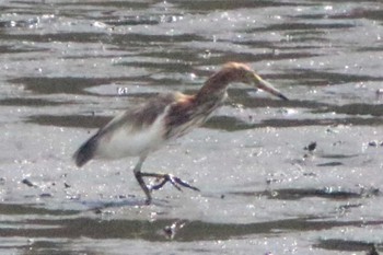 Chinese Pond Heron 東海市 35°03'31.3"N 136°54'04.2"E Sat, 7/30/2022