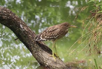 ゴイサギ 七本木池公園(半田市) 2022年7月31日(日)