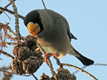 Japanese Grosbeak Osaka castle park Fri, 1/19/2018