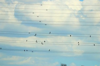 カワウ 七本木池公園(半田市) 2022年7月31日(日)