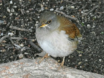 Pale Thrush Osaka castle park Fri, 1/19/2018