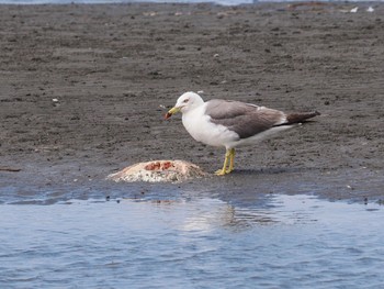 Black-tailed Gull Sambanze Tideland Unknown Date