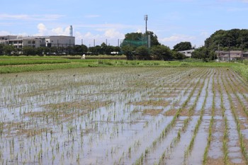 ケリ 野崎川流域(知多市) 2022年7月31日(日)