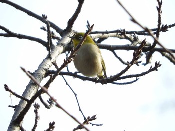 Warbling White-eye Osaka castle park Fri, 1/19/2018