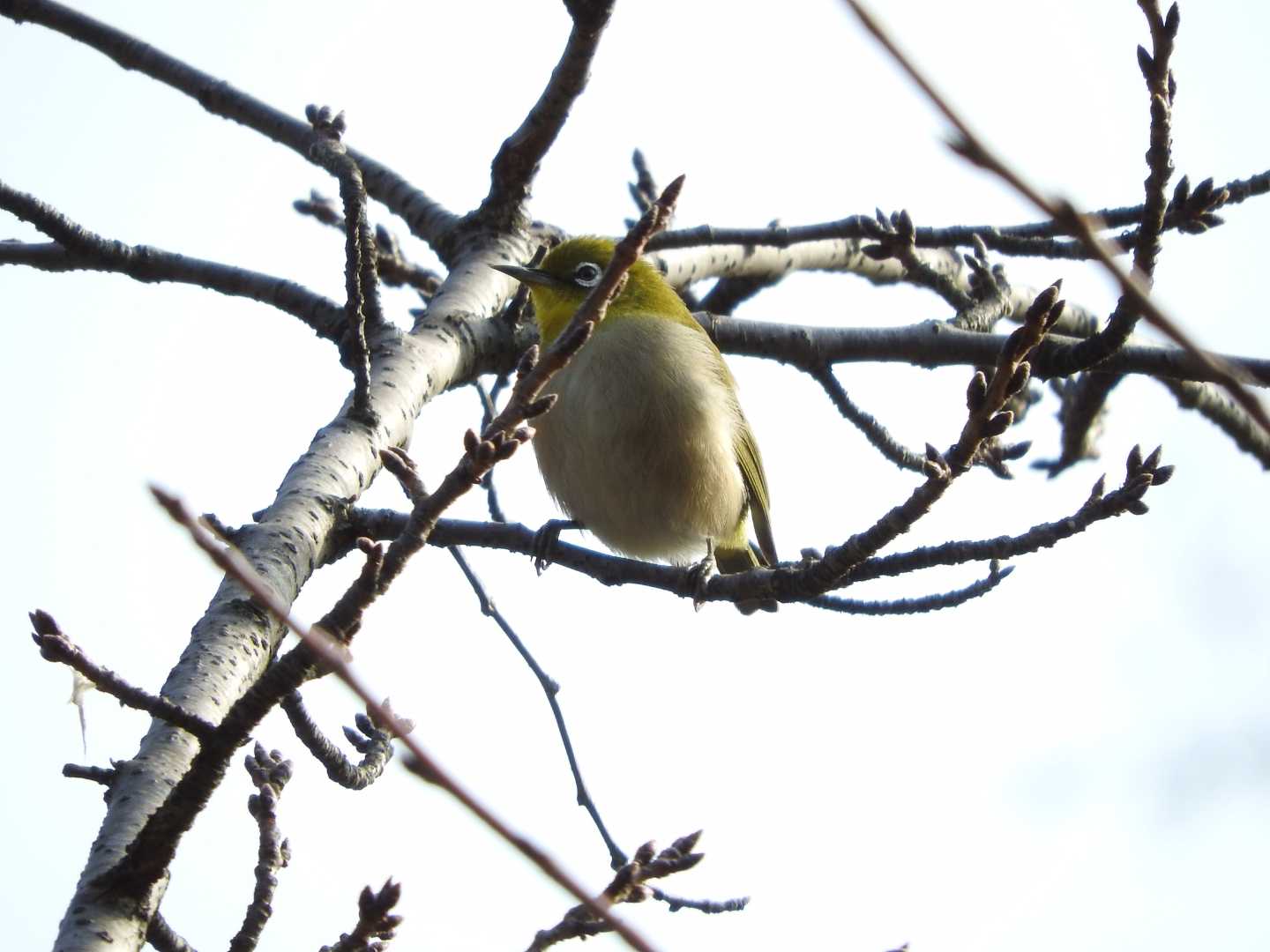 Photo of Warbling White-eye at Osaka castle park by ぴりか