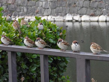 Eurasian Tree Sparrow Osaka castle park Fri, 1/19/2018