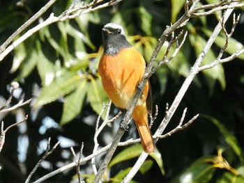 Daurian Redstart Osaka castle park Fri, 1/19/2018